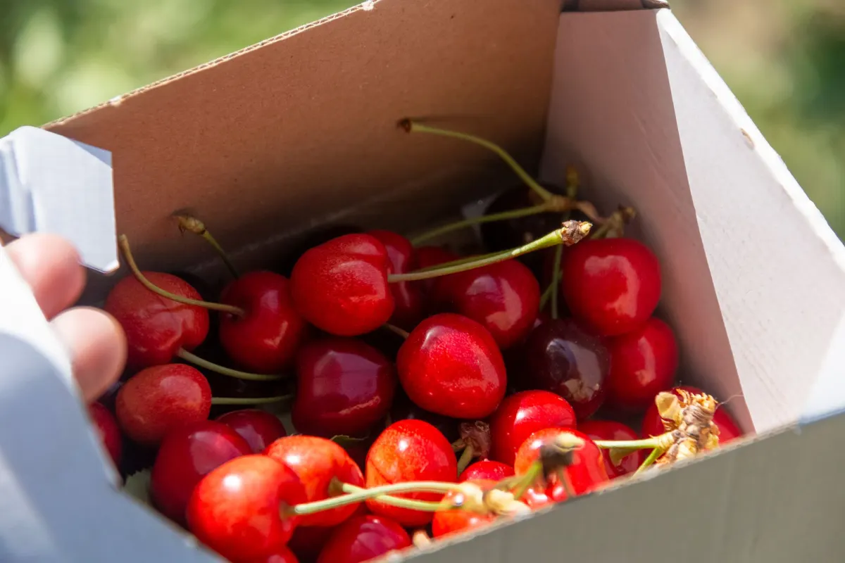 A hand holds open a cardboard box full of fresh red cherries outdoors in daylight