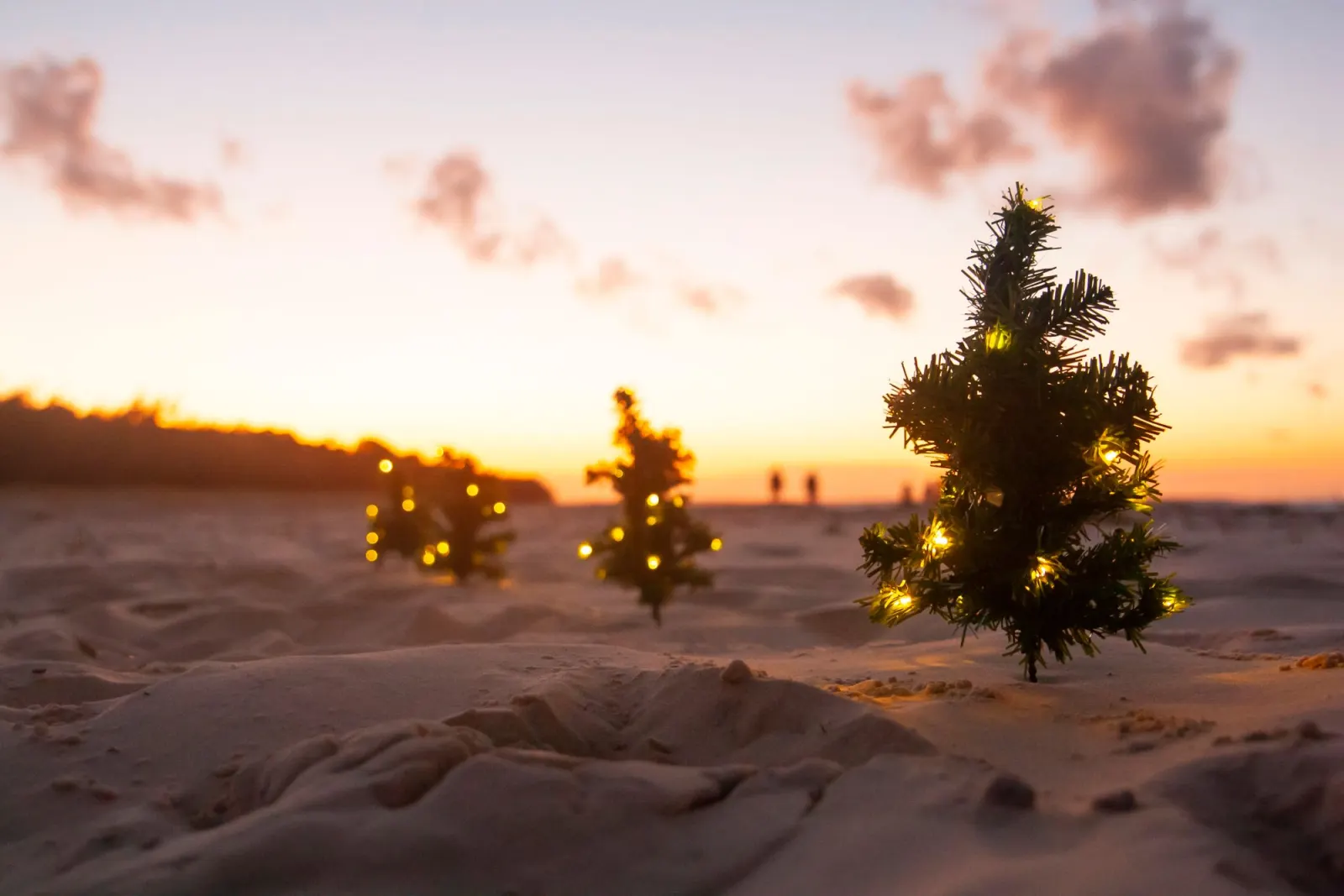 Small Christmas trees strung with fairy lights standing in the sand on a beach at sunset