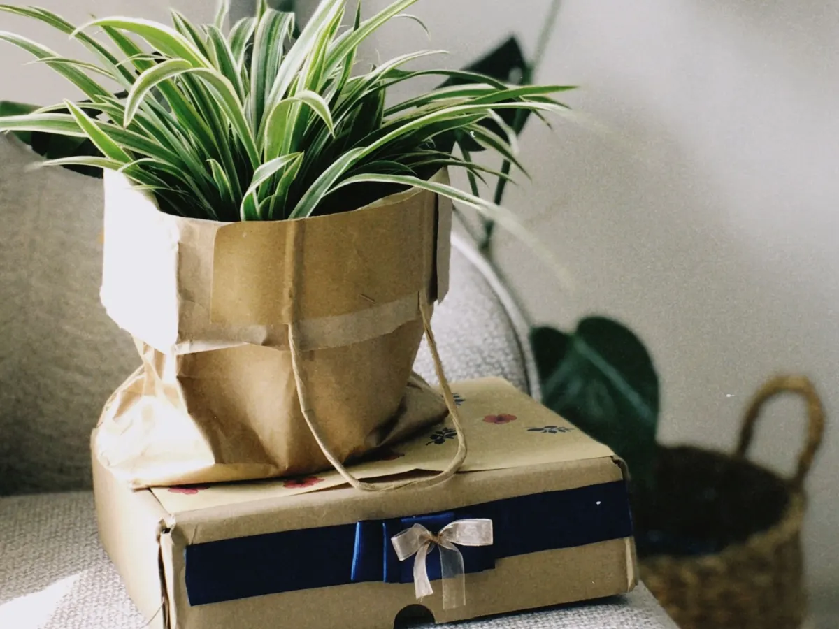 A spider plant wrapped in brown kraft paper sitting on a wrapped gift box tied with a blue ribbon